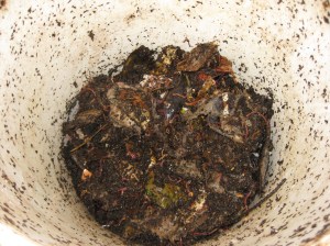 worm bins (1)