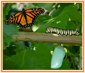 caterpillar butterfly