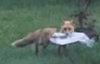 fox with paper