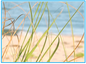 beach grass